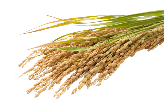 Jeelo%20Dia%20Rice
